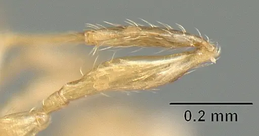 Pheidole arhuaca - CASENT0610096