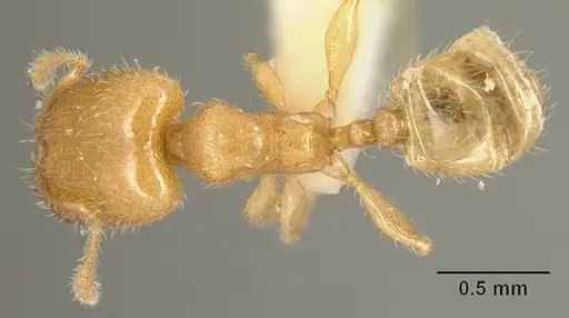 Pheidole arhuaca - CASENT0610097