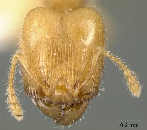 Pheidole arhuaca - CASENT0610097