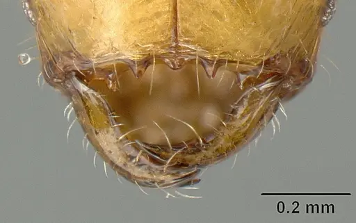 Pheidole arhuaca - CASENT0610097