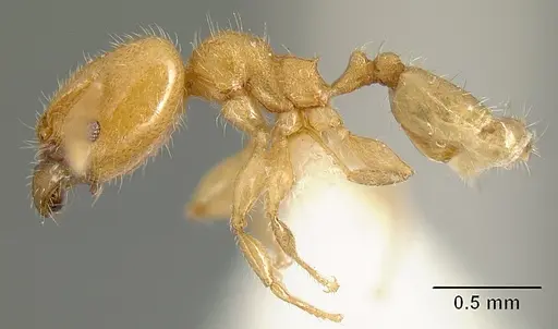 Pheidole arhuaca - CASENT0610097