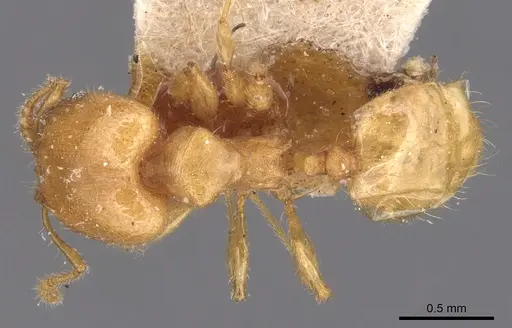 Pheidole arhuaca - CASENT0904416
