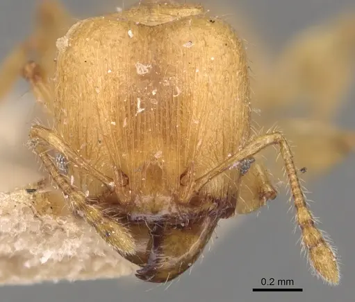 Pheidole arhuaca - CASENT0904416