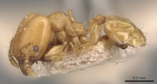 Pheidole arhuaca - CASENT0904416