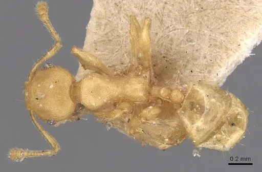 Pheidole arhuaca - CASENT0904417