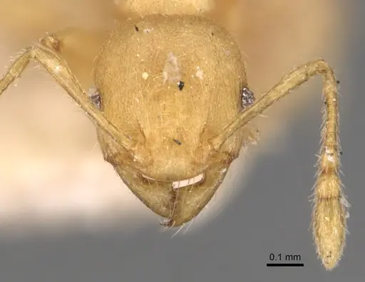 Pheidole arhuaca - CASENT0904417