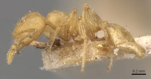 Pheidole arhuaca - CASENT0904417