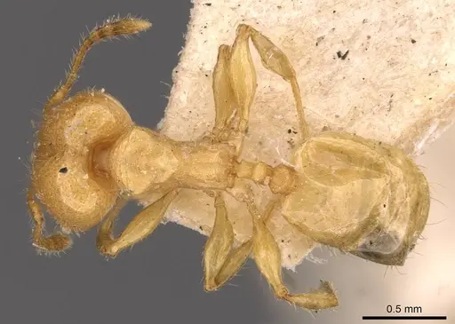 Pheidole arhuaca - CASENT0908252