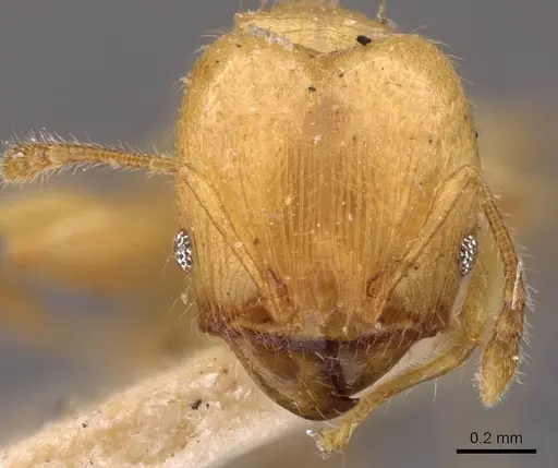 Pheidole arhuaca - CASENT0908252