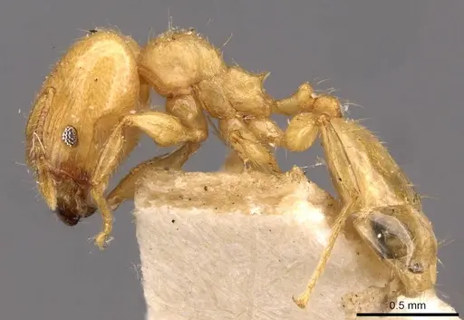 Pheidole arhuaca - CASENT0908252
