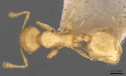 Pheidole arhuaca - CASENT0908253