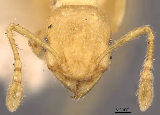 Pheidole arhuaca - CASENT0908253