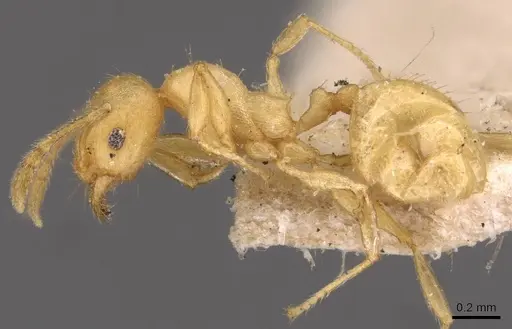 Pheidole arhuaca - CASENT0908253