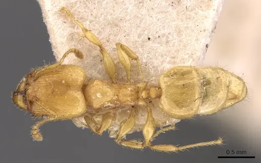 Pheidole arhuaca - CASENT0908254