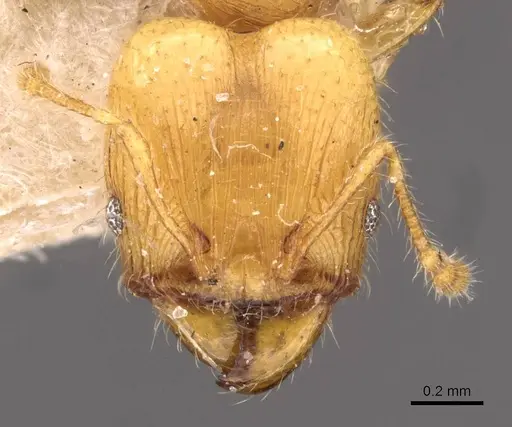 Pheidole arhuaca - CASENT0908254