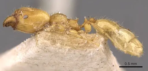 Pheidole arhuaca - CASENT0908254