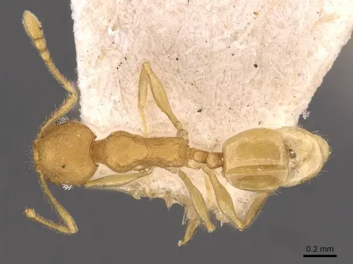 Pheidole arhuaca - CASENT0908255