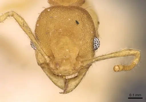 Pheidole arhuaca - CASENT0908255