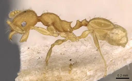 Pheidole arhuaca - CASENT0908255
