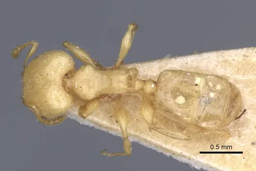 Pheidole arhuaca - CASENT0916948