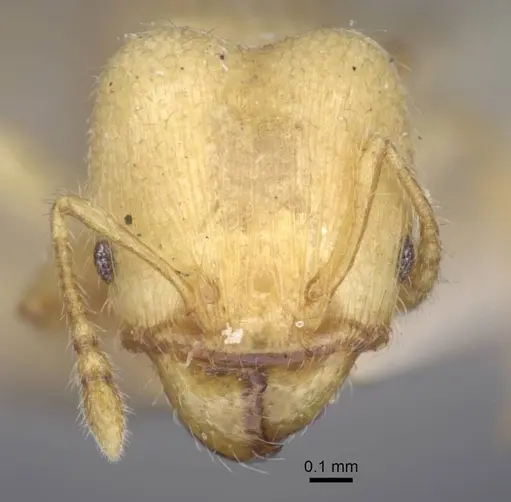Pheidole arhuaca - CASENT0916948
