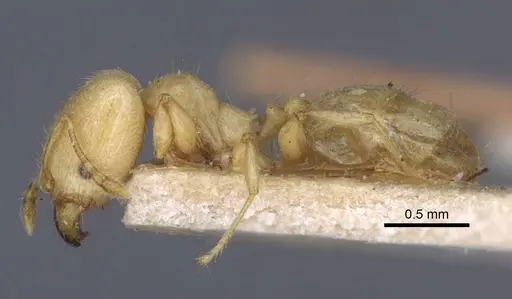 Pheidole arhuaca - CASENT0916948
