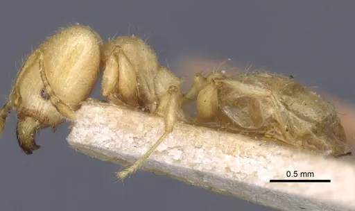 Pheidole arhuaca - CASENT0916948