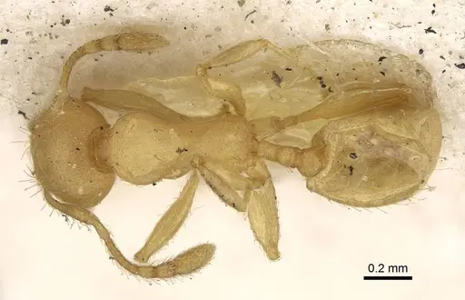 Pheidole arhuaca - CASENT0922216