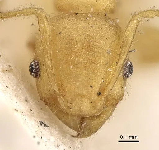 Pheidole arhuaca - CASENT0922216