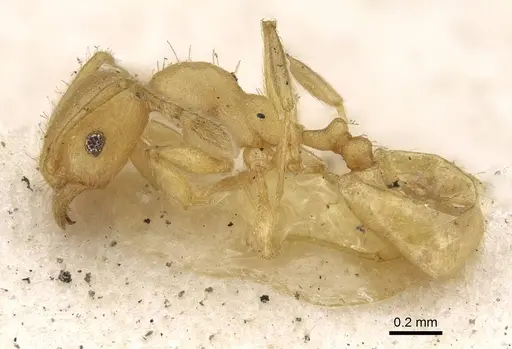 Pheidole arhuaca - CASENT0922216