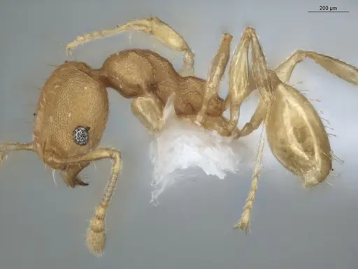 Pheidole arhuaca - ECOFOG-GAL18-0104-27