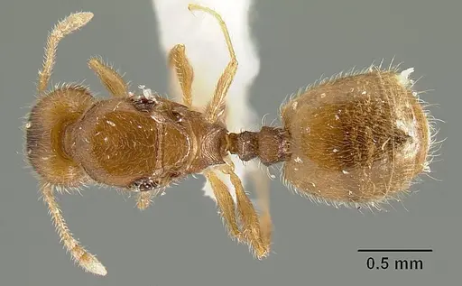 Pheidole arhuaca - INBIOCRI001281957
