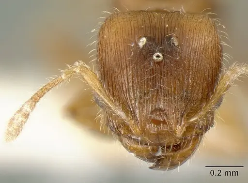 Pheidole arhuaca - INBIOCRI001281957