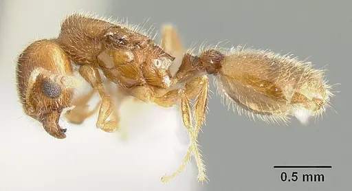 Pheidole arhuaca - INBIOCRI001281957