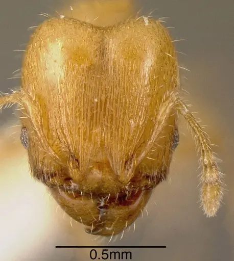 Pheidole arhuaca - INBIOCRI001281958