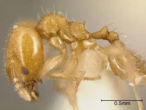 Pheidole arhuaca - INBIOCRI001281958