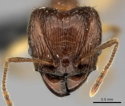 Pheidole ariel specimen