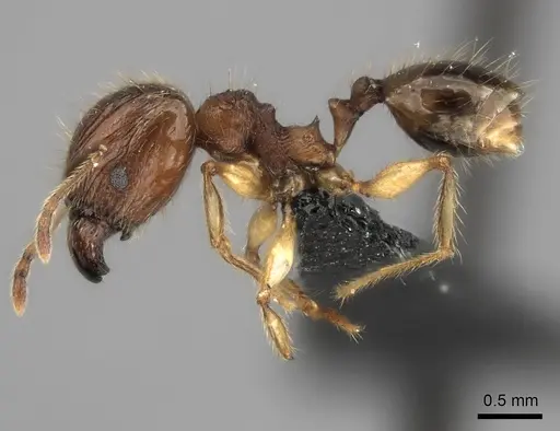 Pheidole ariel specimen