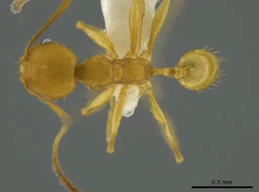 Pheidole aripoensis specimen