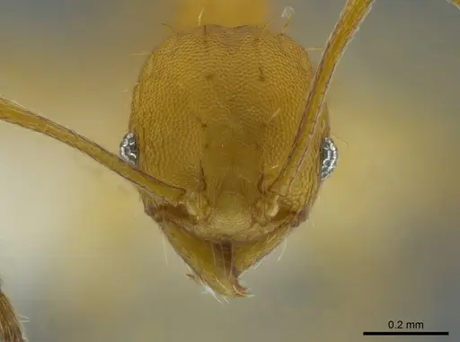 Pheidole aripoensis specimen