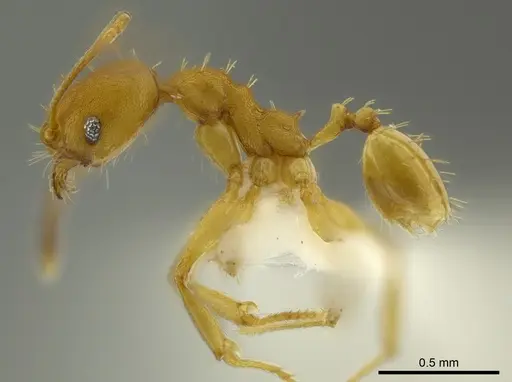 Pheidole aripoensis specimen