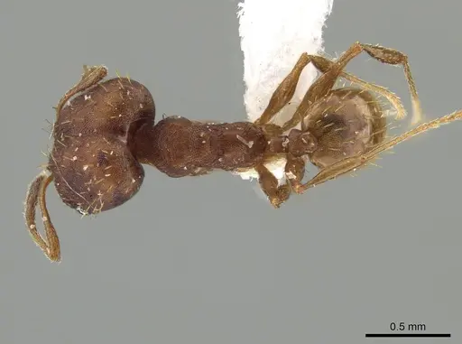 Pheidole aripoensis - CASENT0639427