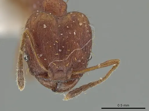 Pheidole aripoensis - CASENT0639427