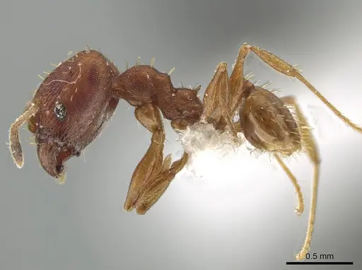Pheidole aripoensis - CASENT0639427