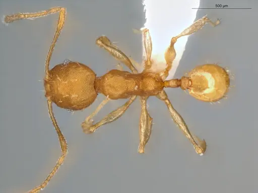 Pheidole aripoensis - ECOFOG-MI15-0180-24