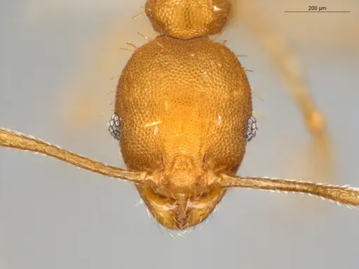 Pheidole aripoensis - ECOFOG-MI15-0180-24