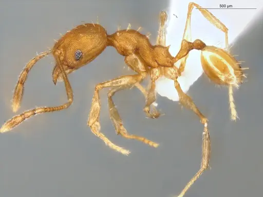 Pheidole aripoensis - ECOFOG-MI15-0180-24
