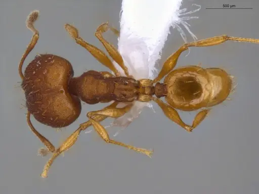 Pheidole aripoensis - ECOFOG-PA14-0004-02-S