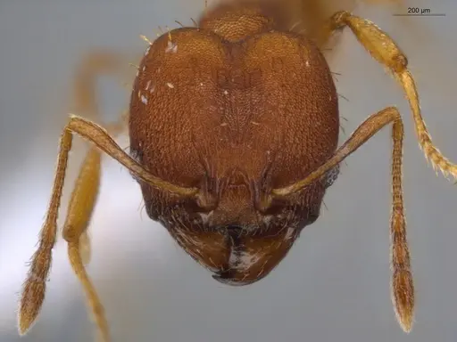 Pheidole aripoensis - ECOFOG-PA14-0004-02-S