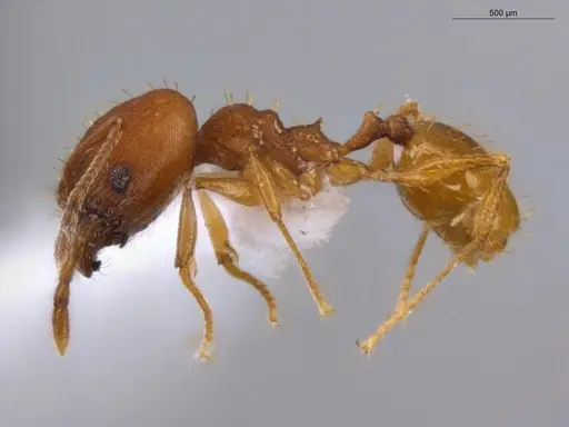 Pheidole aripoensis - ECOFOG-PA14-0004-02-S